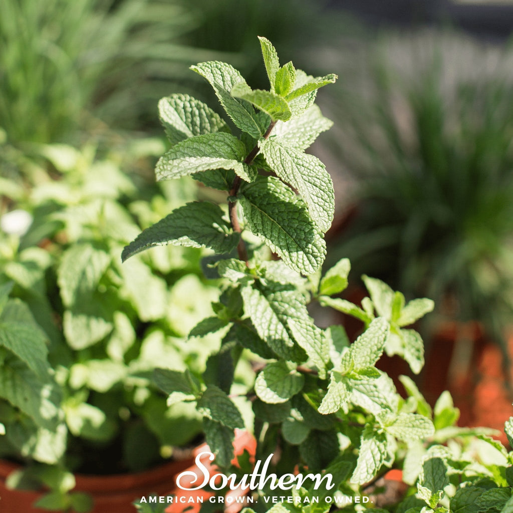 Spearmint – 200 Seeds Southern Seeds