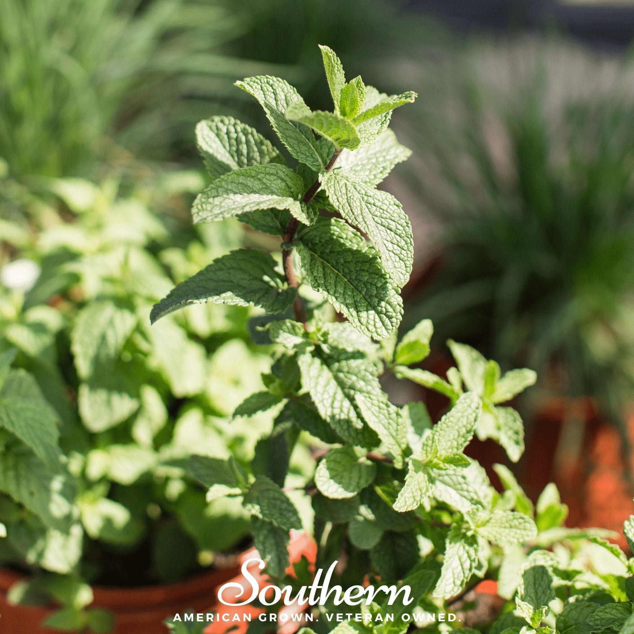 Spearmint – 200 Seeds Southern Seeds