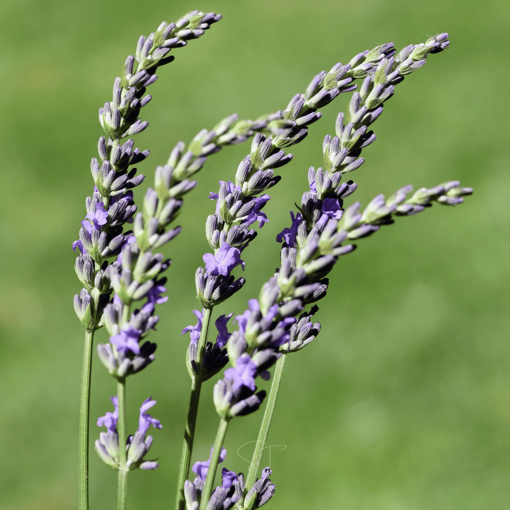 Spike Lavender – 100 Seeds Southern Seeds