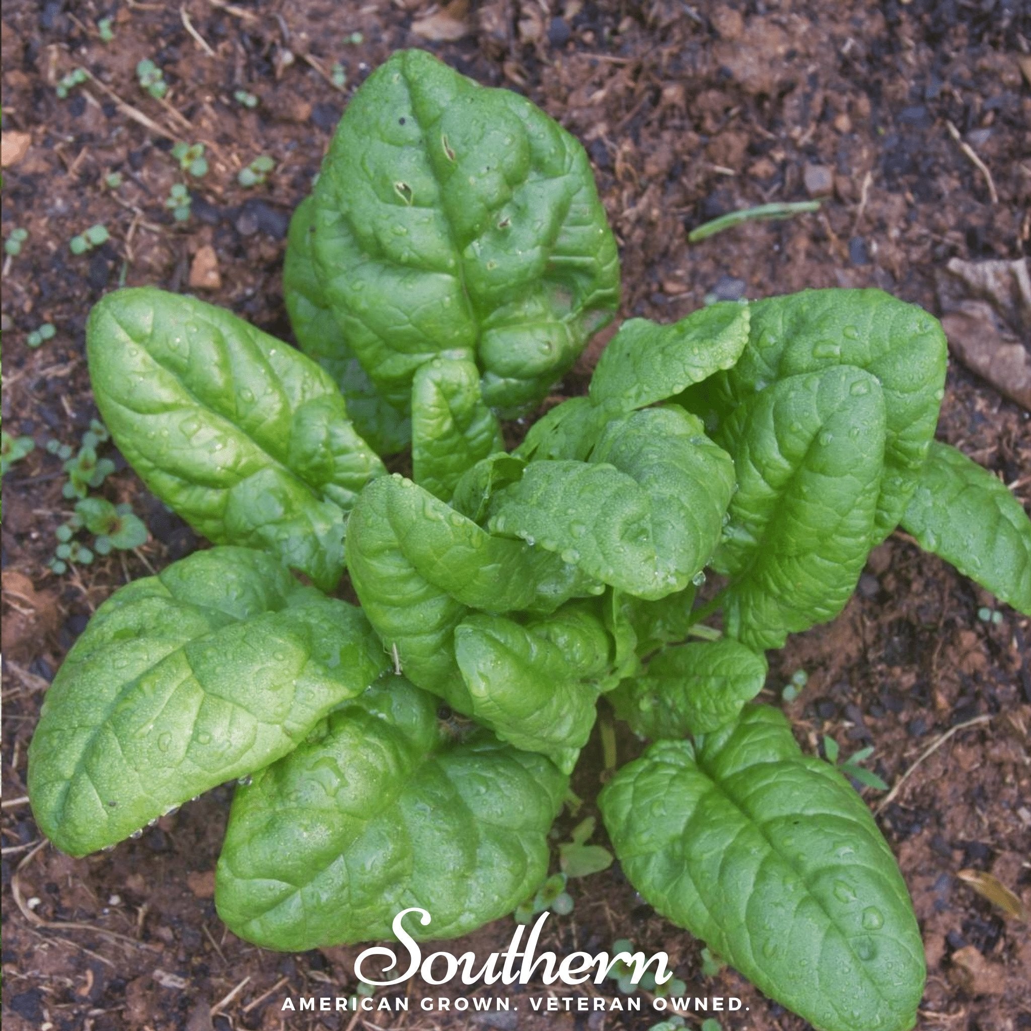 Bloomsdale Spinach – 150 Seeds Southern Seeds