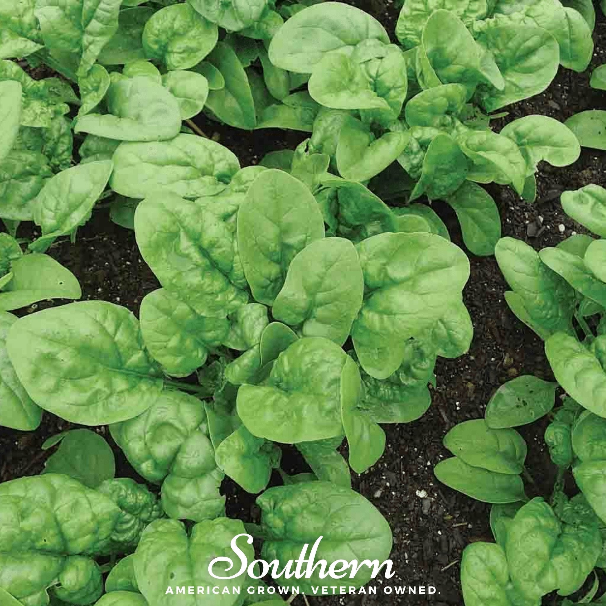 Bloomsdale Spinach – 150 Seeds Southern Seeds