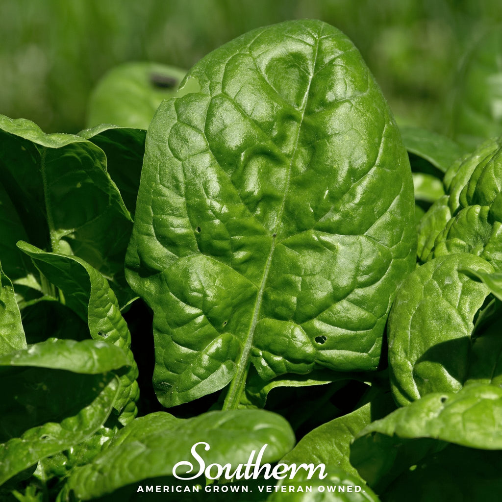 Bloomsdale Spinach – 150 Seeds Southern Seeds