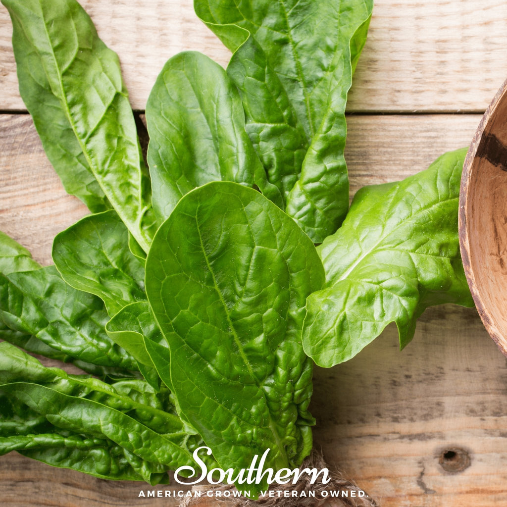 Giant Noble Spinach – 150 Seeds Southern Seeds
