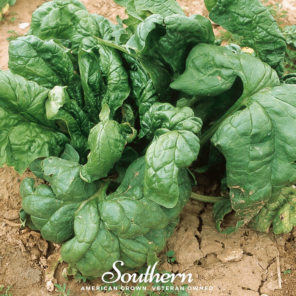 Giant Noble Spinach – 150 Seeds Southern Seeds