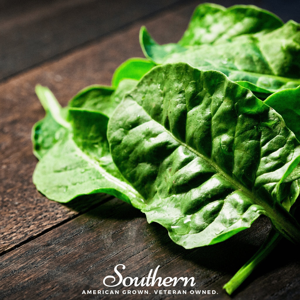 Giant Noble Spinach – 150 Seeds Southern Seeds