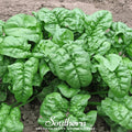 Giant Noble Spinach – 150 Seeds Southern Seeds
