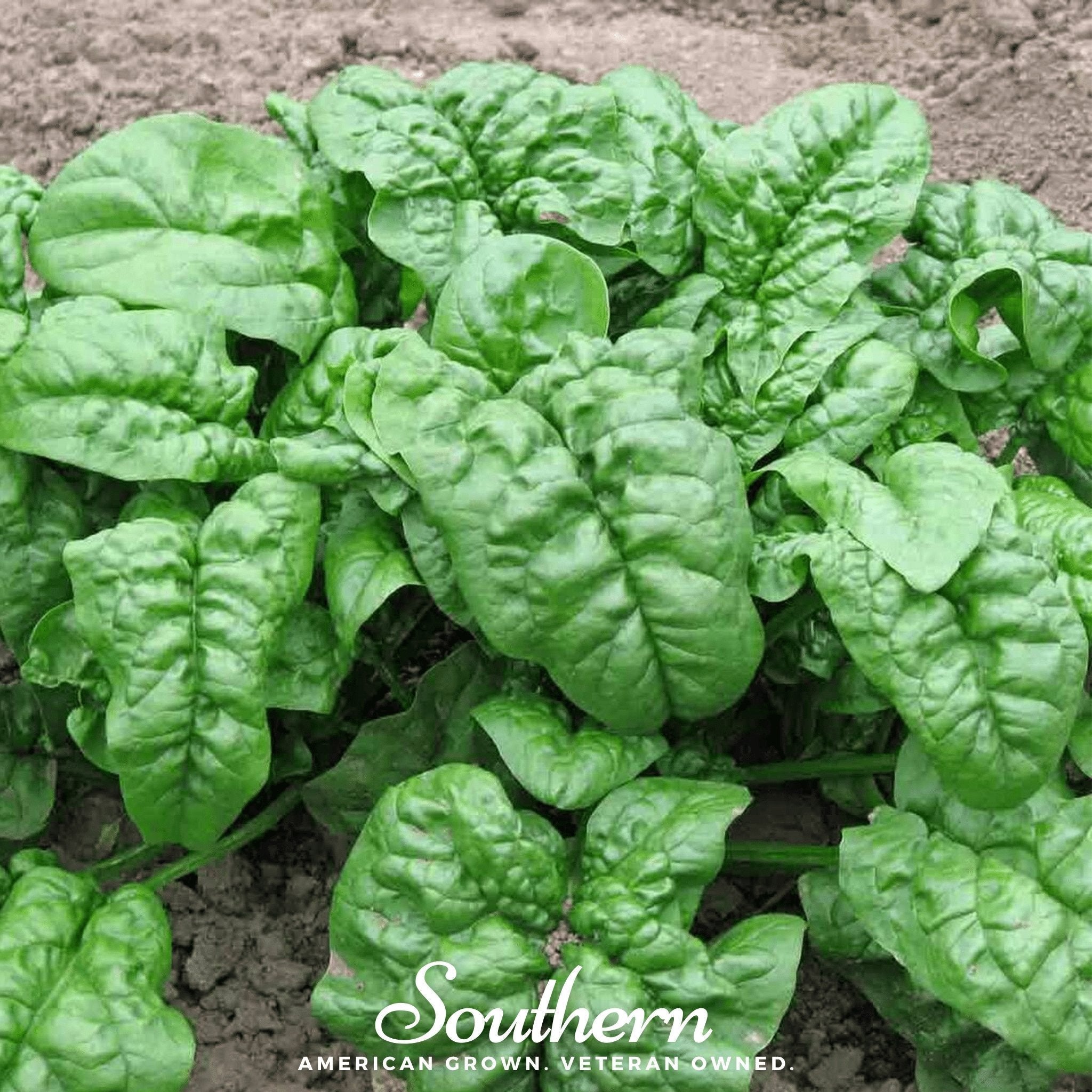 Giant Noble Spinach – 150 Seeds Southern Seeds