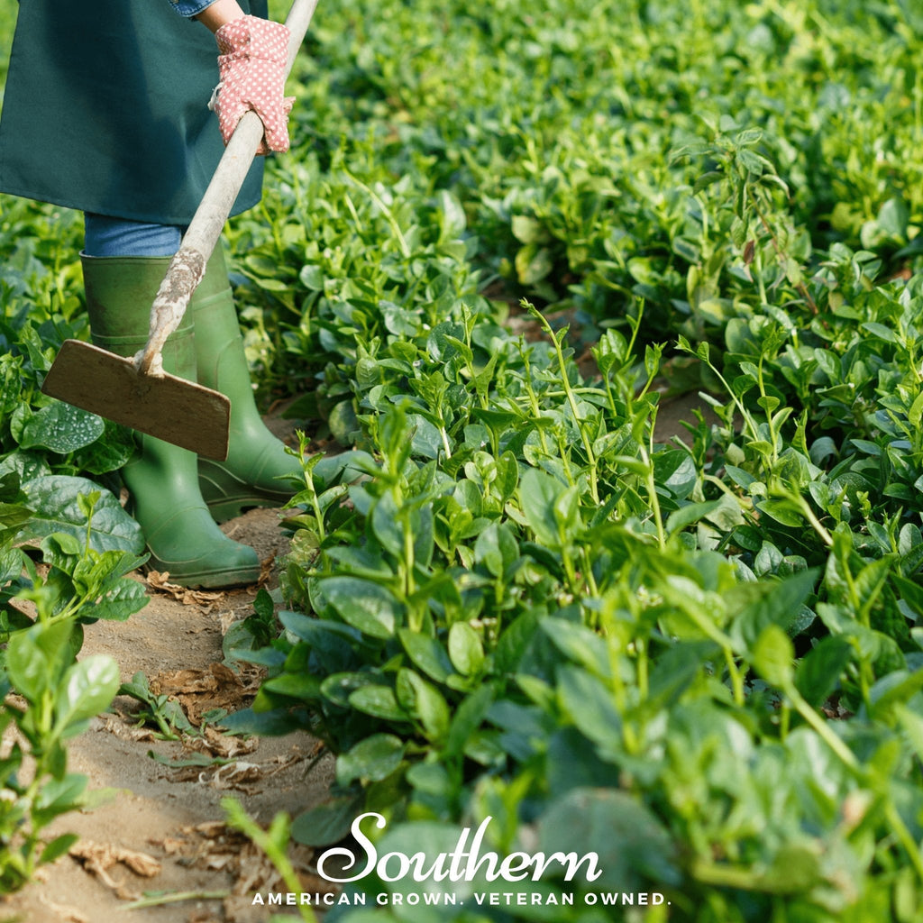 Malabar Green Spinach – 100 Seeds Southern Seeds