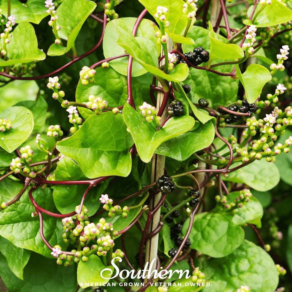 Malabar Green Spinach – 100 Seeds Southern Seeds