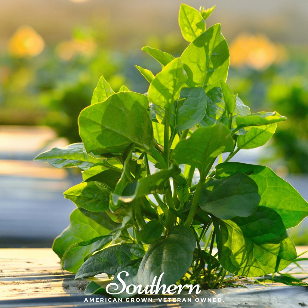 Malabar Green Spinach – 100 Seeds Southern Seeds
