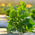 Malabar Green Spinach – 100 Seeds Southern Seeds