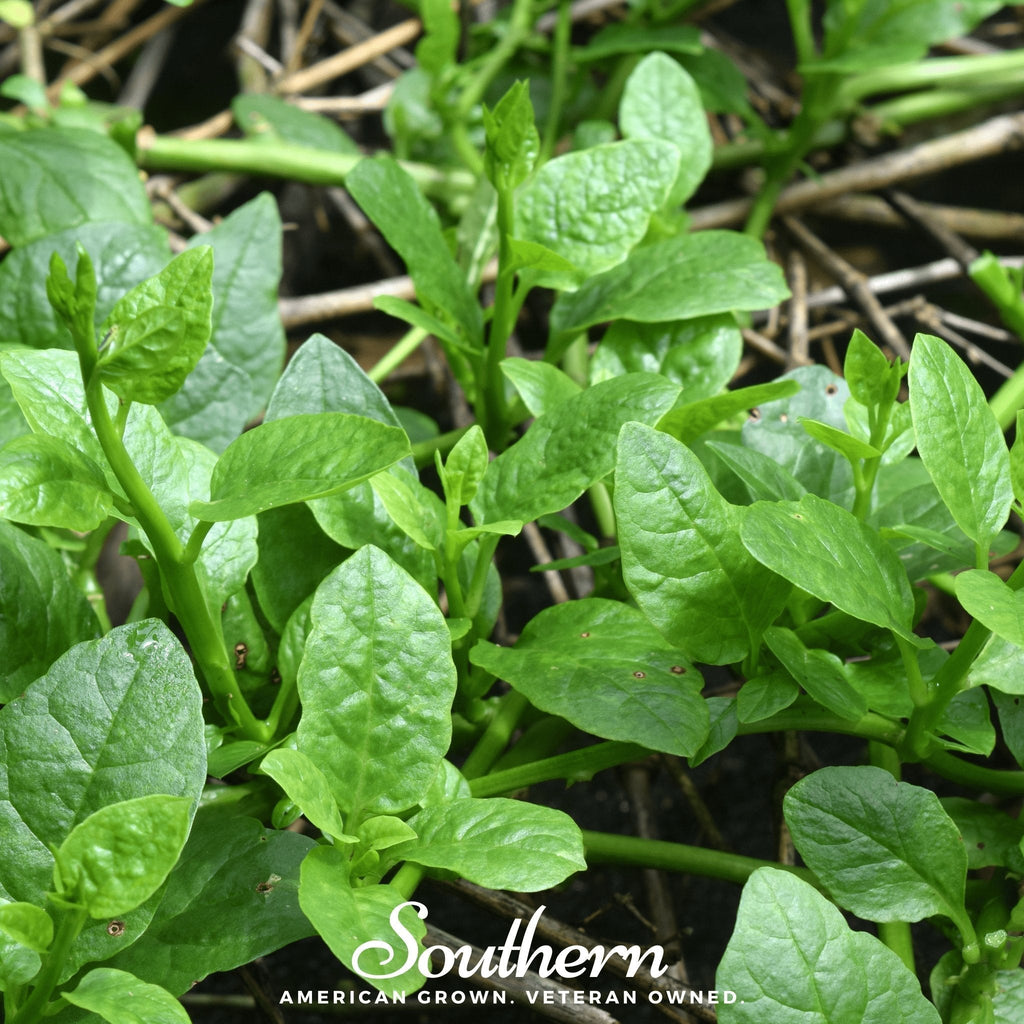 Malabar Green Spinach – 100 Seeds Southern Seeds