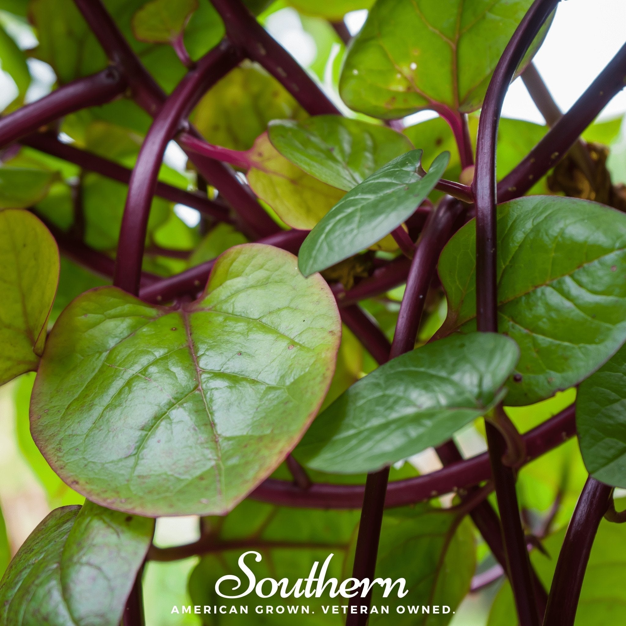 Malabar Red Spinach – 50 Seeds Southern Seeds