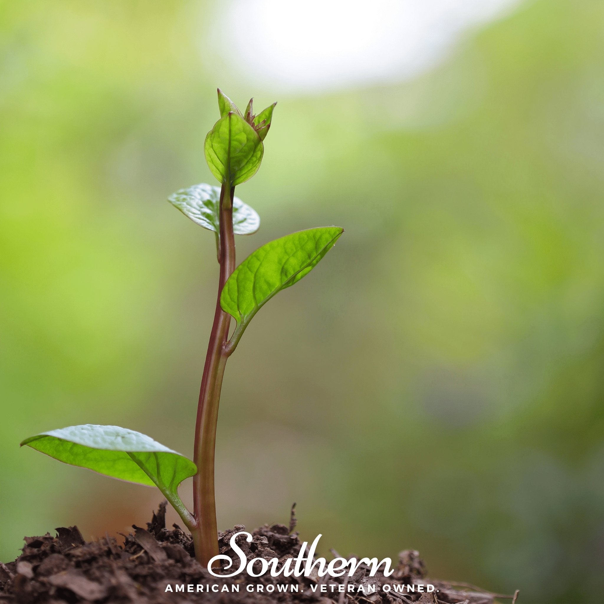 Malabar Red Spinach – 50 Seeds Southern Seeds