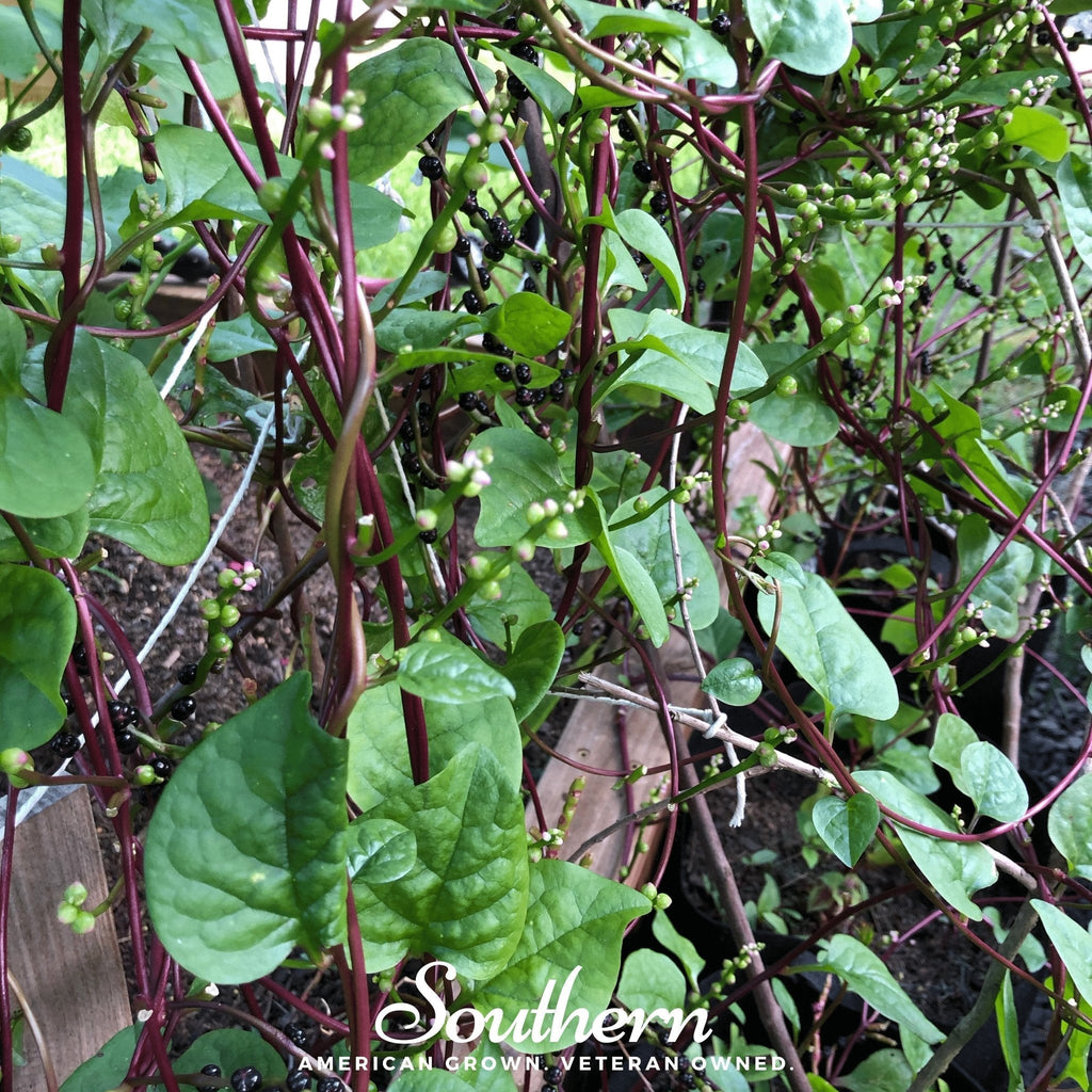 Malabar Red Spinach – 50 Seeds Southern Seeds