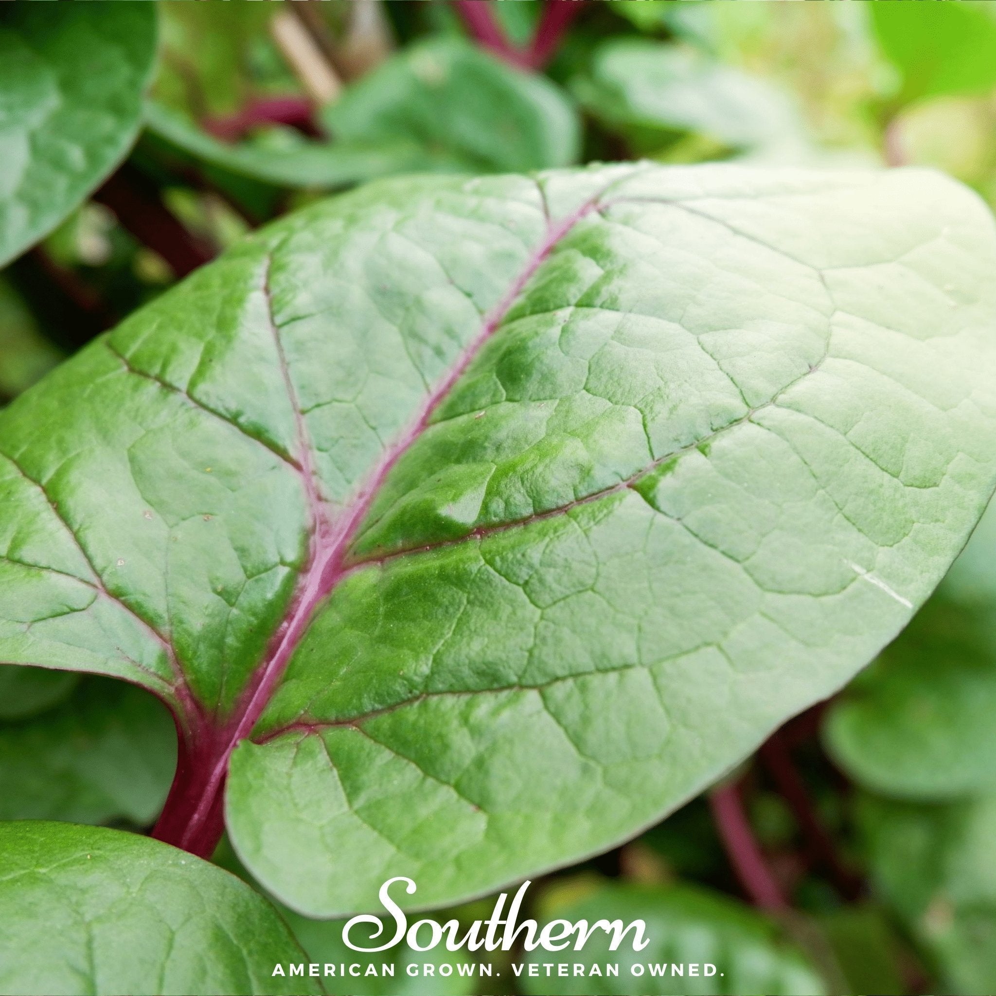Malabar Red Spinach – 50 Seeds Southern Seeds