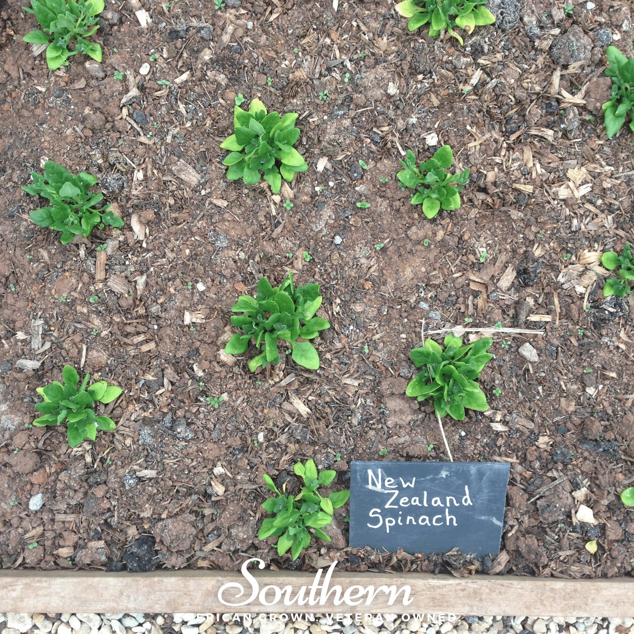 New Zealand Spinach – 30 Seeds Southern Seeds