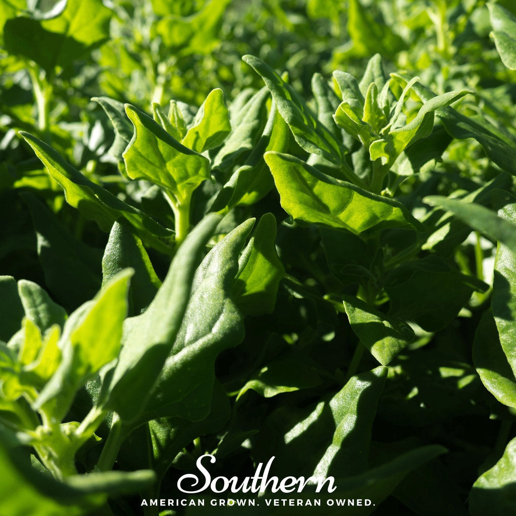 New Zealand Spinach – 30 Seeds Southern Seeds
