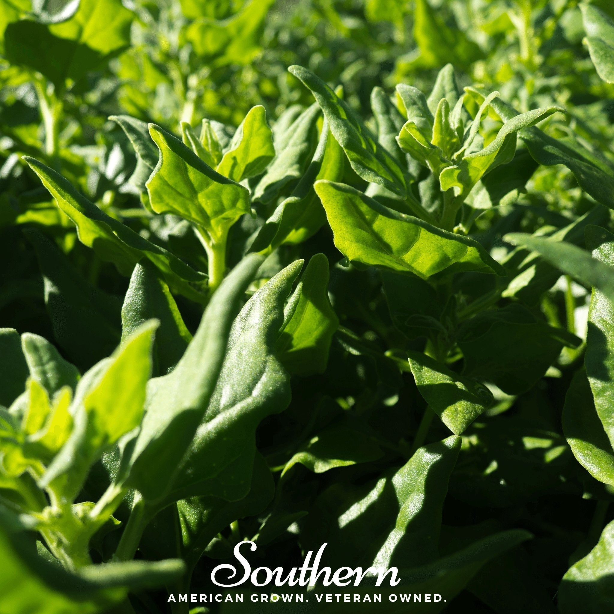 New Zealand Spinach – 30 Seeds Southern Seeds