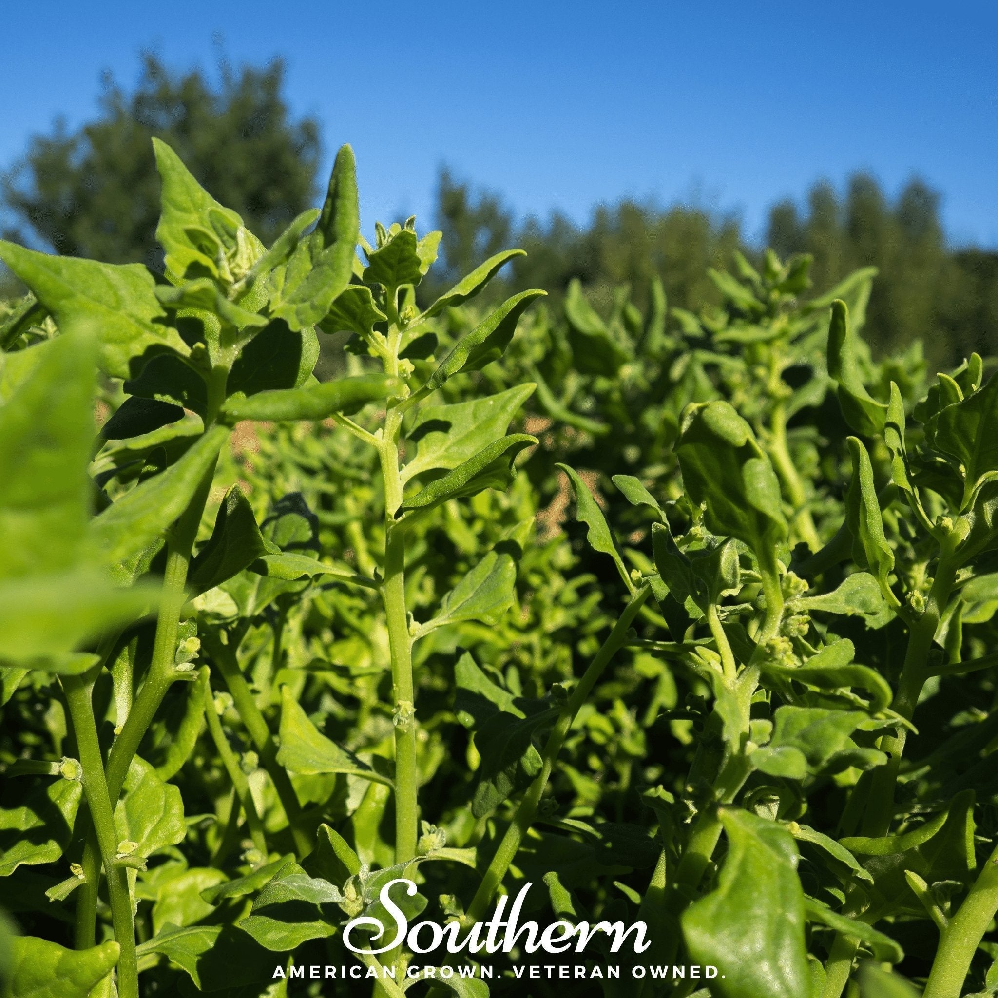 New Zealand Spinach – 30 Seeds Southern Seeds