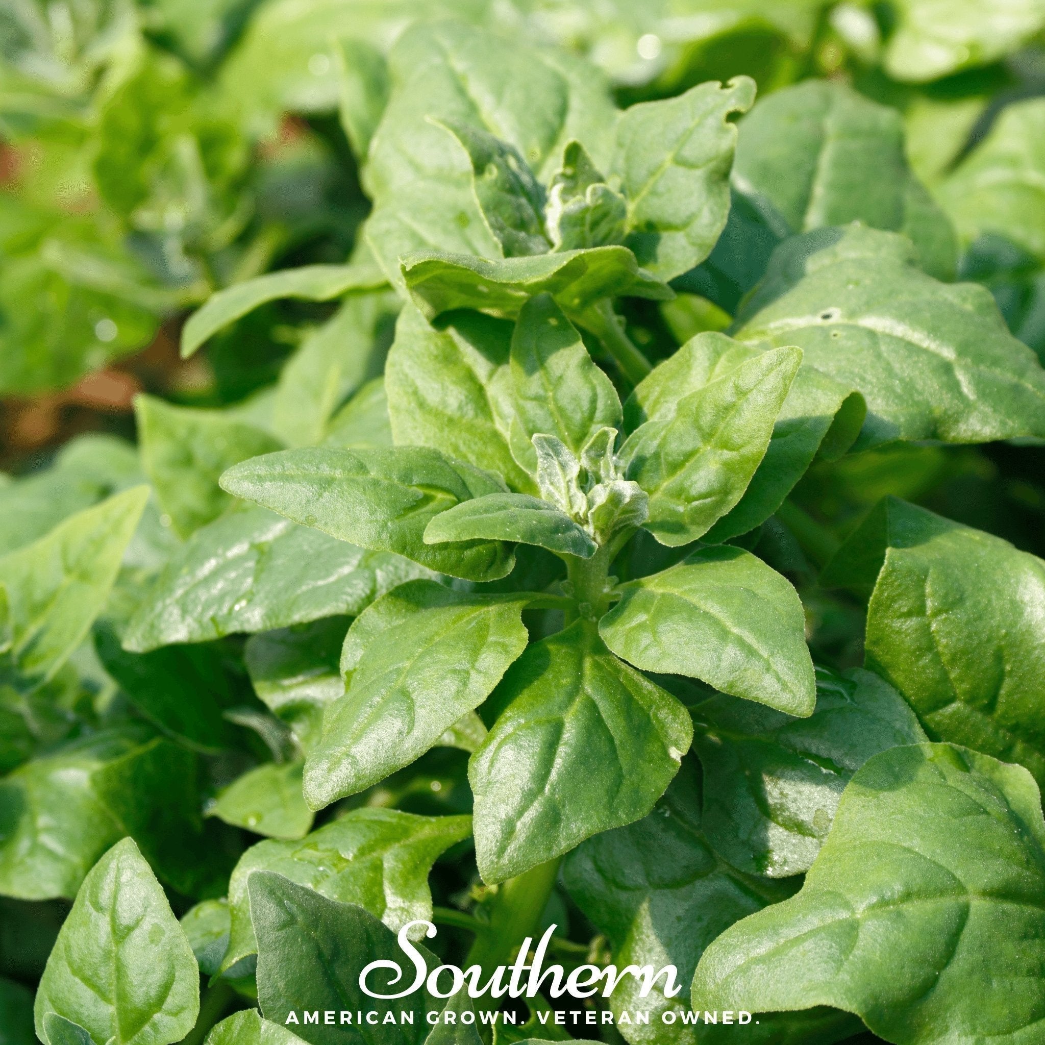 New Zealand Spinach – 30 Seeds Southern Seeds