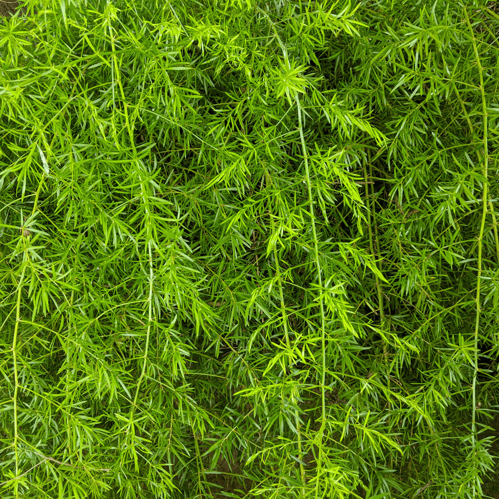 Sprengeri Asparagus Fern – 15 Seeds Southern Seeds