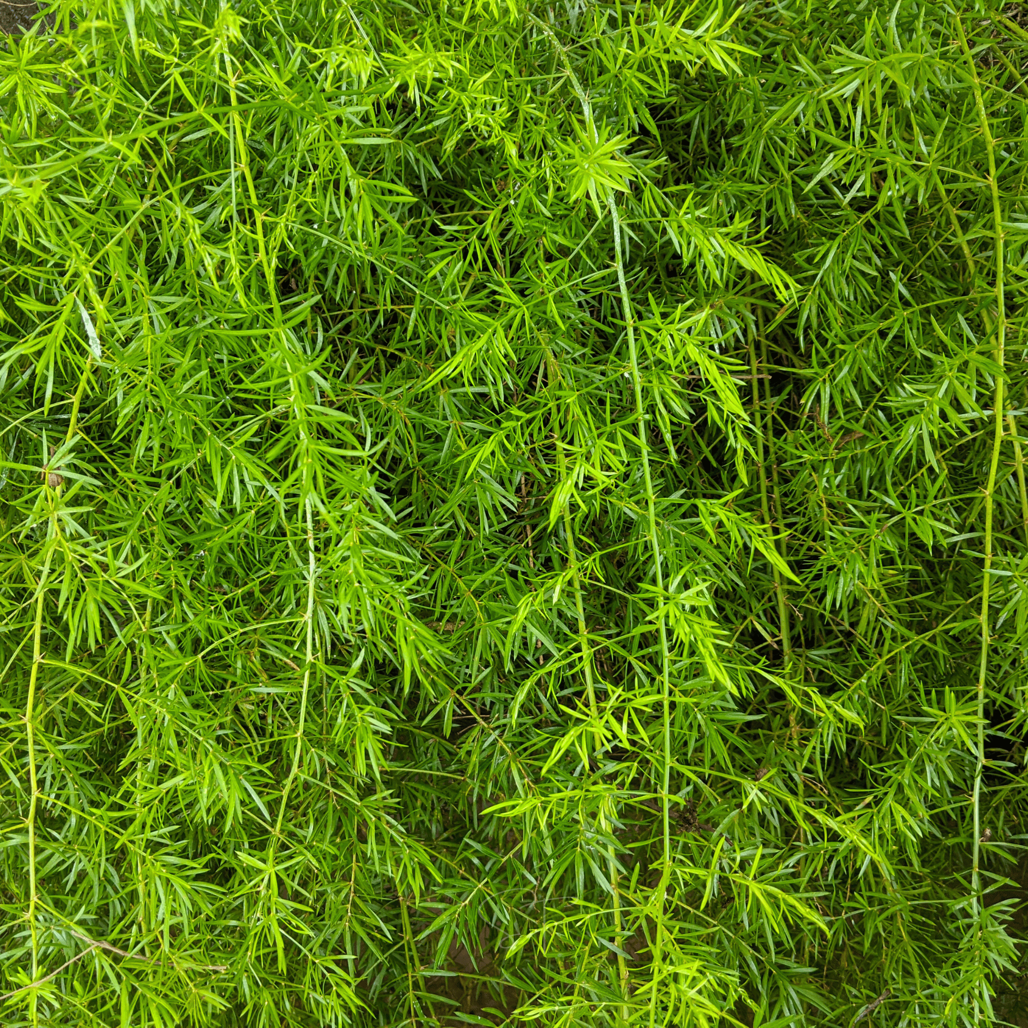 Sprengeri Asparagus Fern – 15 Seeds Southern Seeds