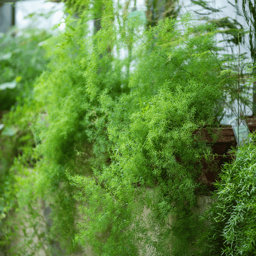 Sprengeri Asparagus Fern – 15 Seeds Southern Seeds
