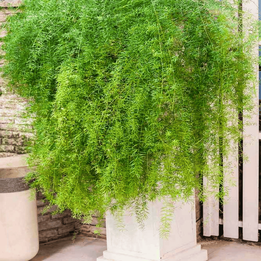 Sprengeri Asparagus Fern – 15 Seeds Southern Seeds