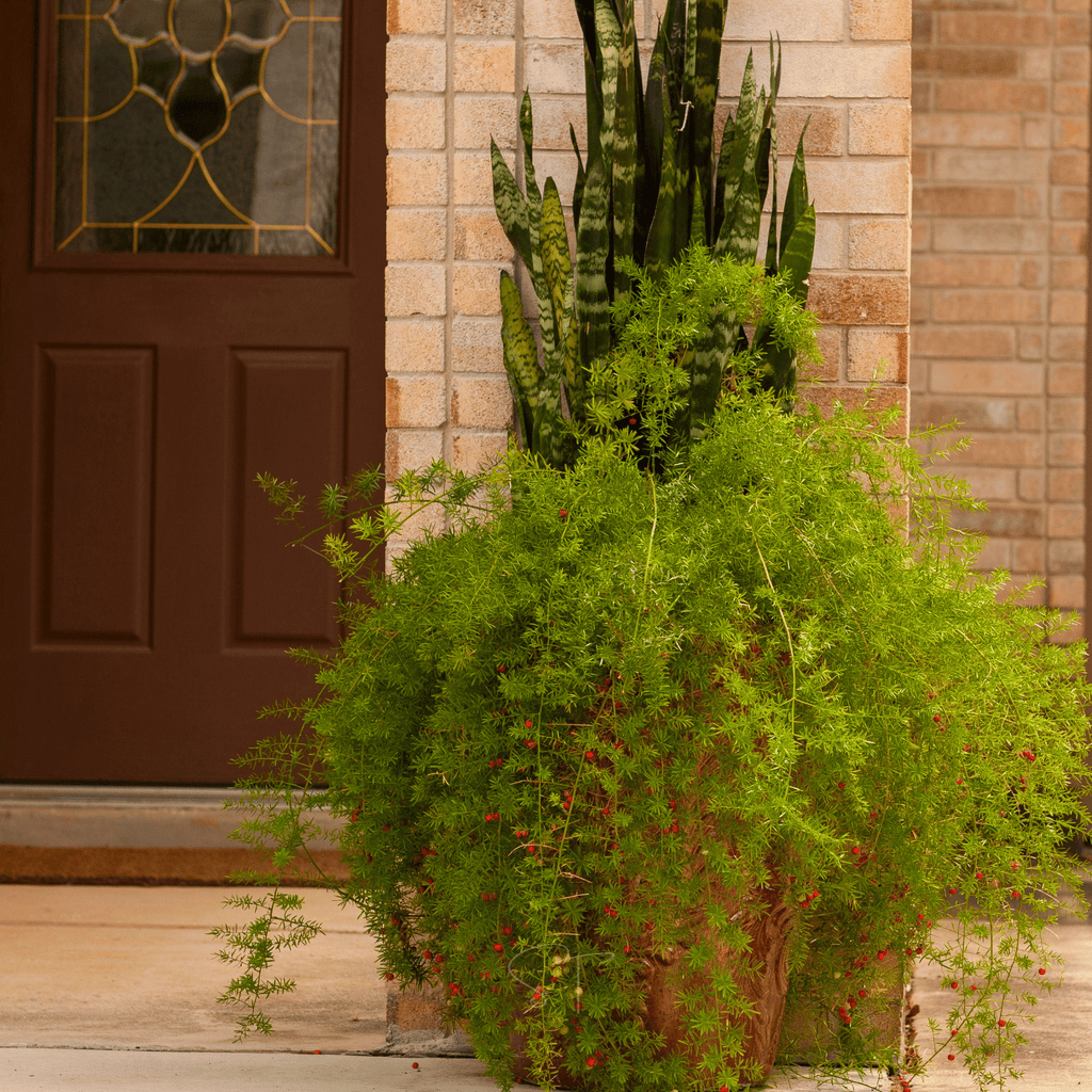 Sprengeri Asparagus Fern – 15 Seeds Southern Seeds