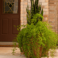Sprengeri Asparagus Fern – 15 Seeds Southern Seeds