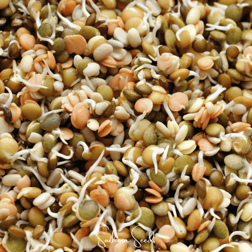 Crunchy Lentils Sprout Mix – 500 Seeds Southern Seeds