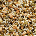 Crunchy Lentils Sprout Mix – 500 Seeds Southern Seeds