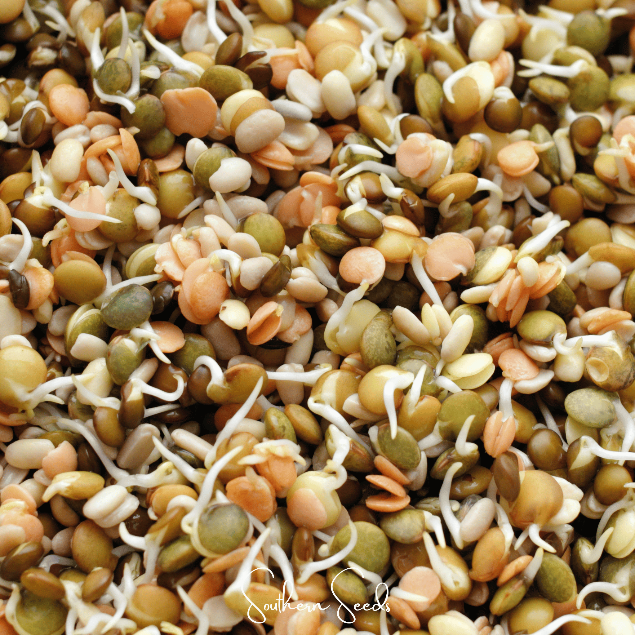 Crunchy Lentils Sprout Mix – 500 Seeds Southern Seeds