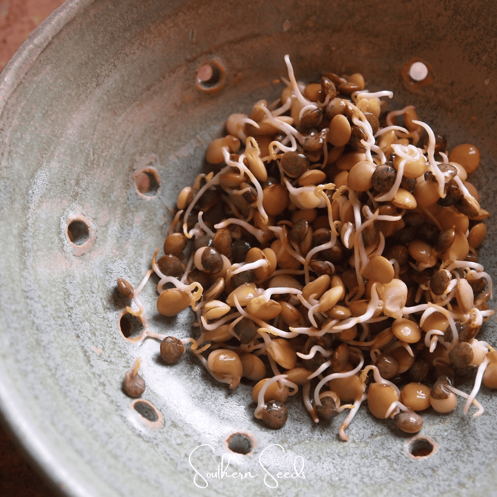 Crunchy Lentils Sprout Mix – 500 Seeds Southern Seeds