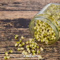 Mung Beans Sprout – 500 Seeds Southern Seeds