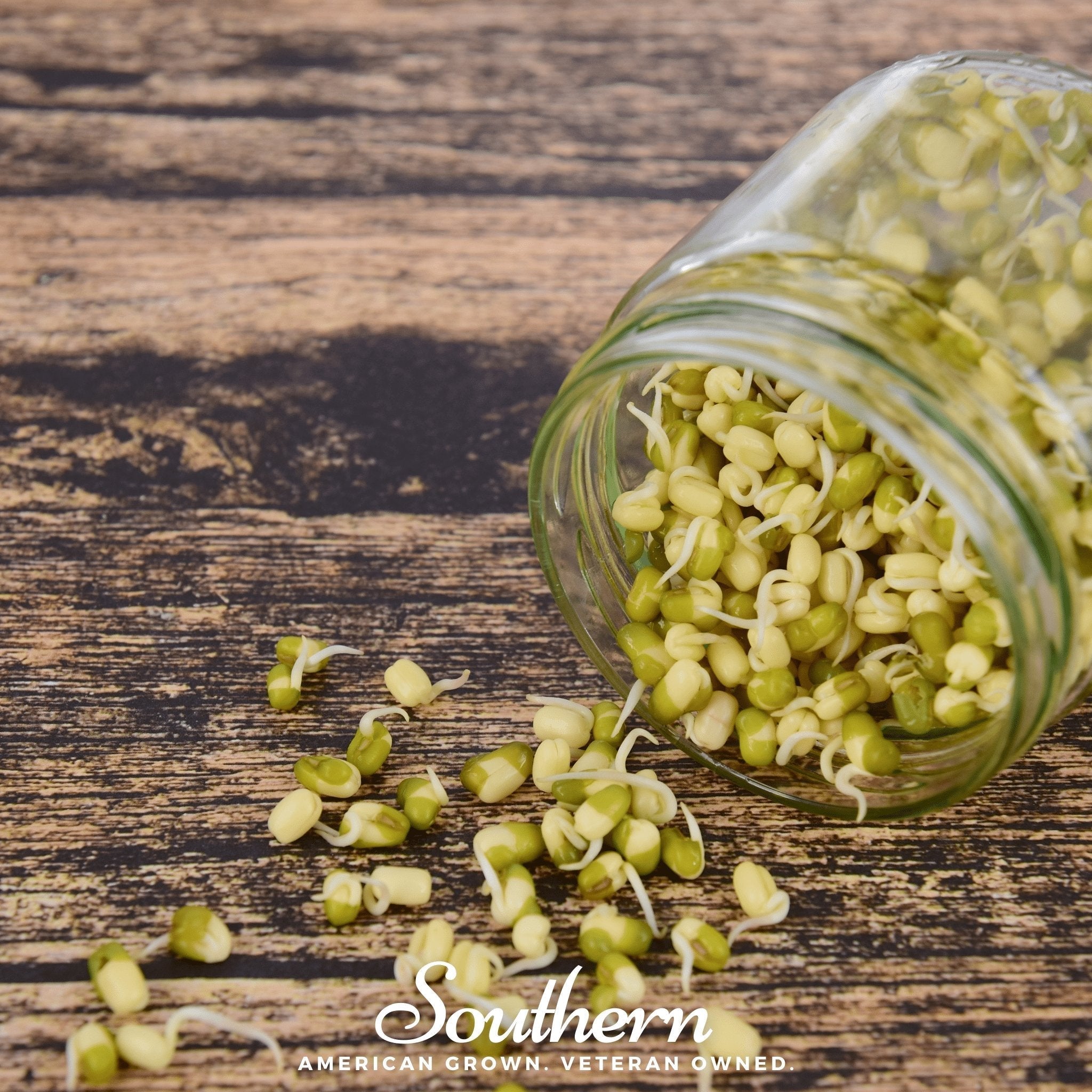 Mung Beans Sprout – 500 Seeds Southern Seeds