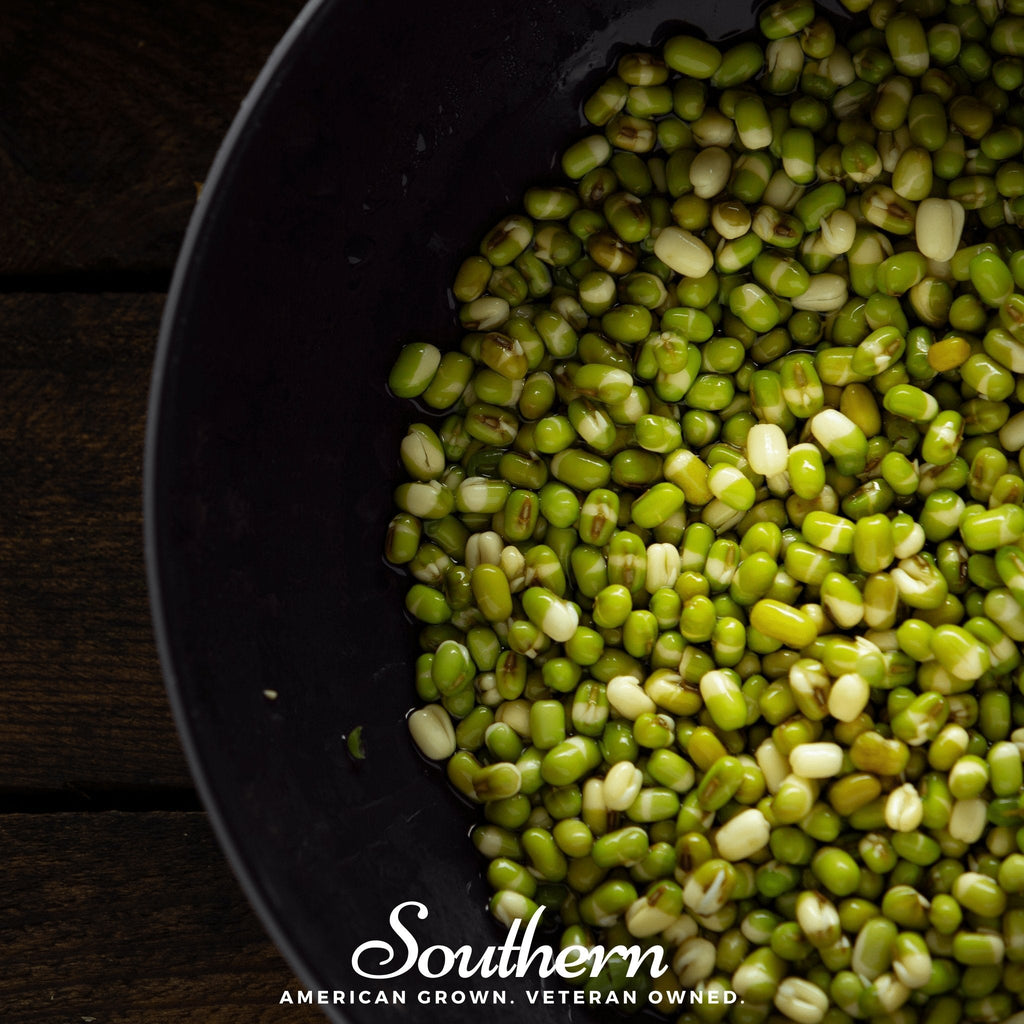 Mung Beans Sprout – 500 Seeds Southern Seeds