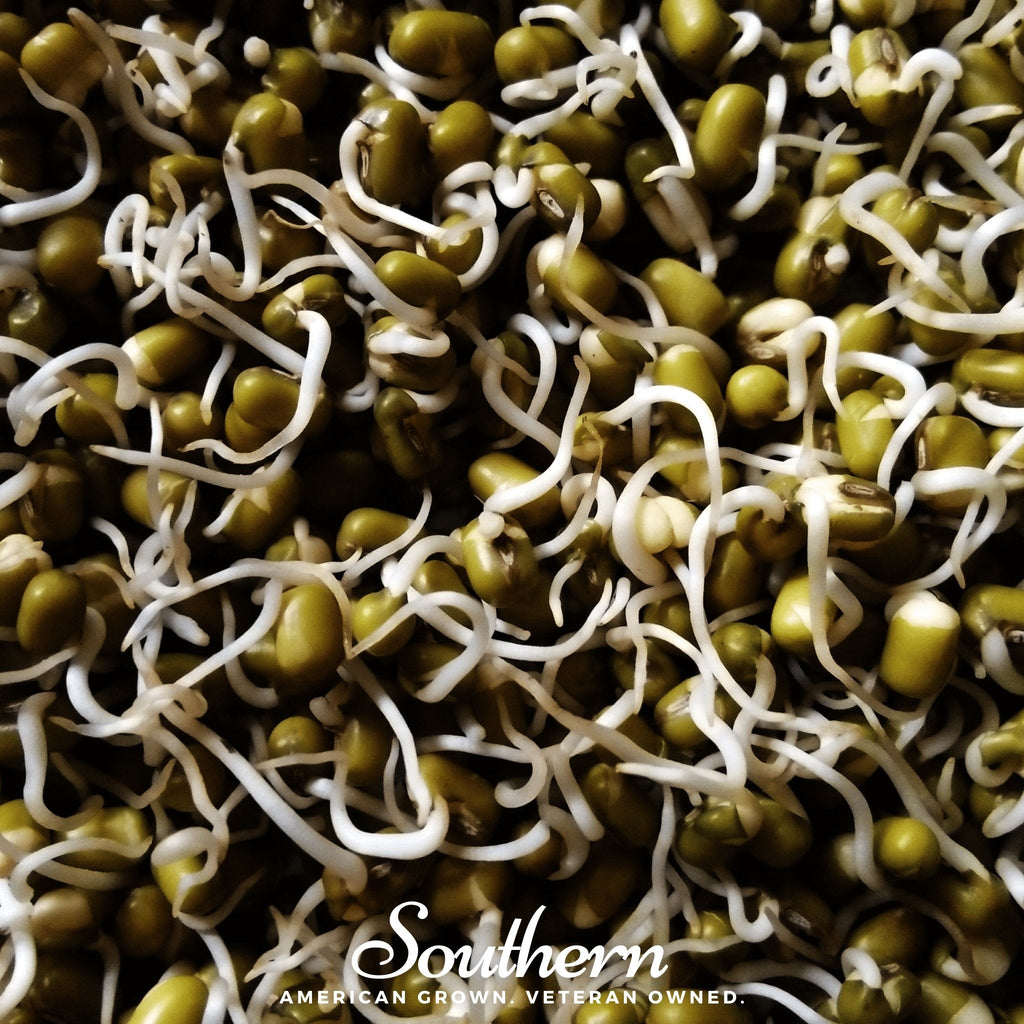 Mung Beans Sprout – 500 Seeds Southern Seeds