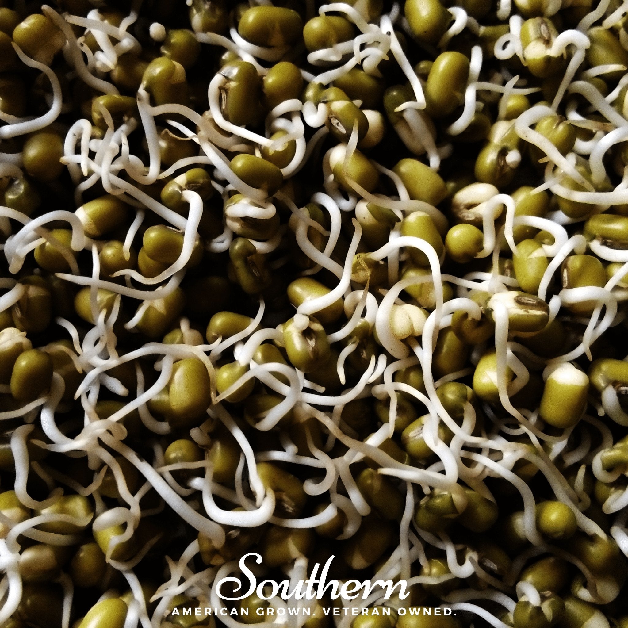 Mung Beans Sprout – 500 Seeds Southern Seeds