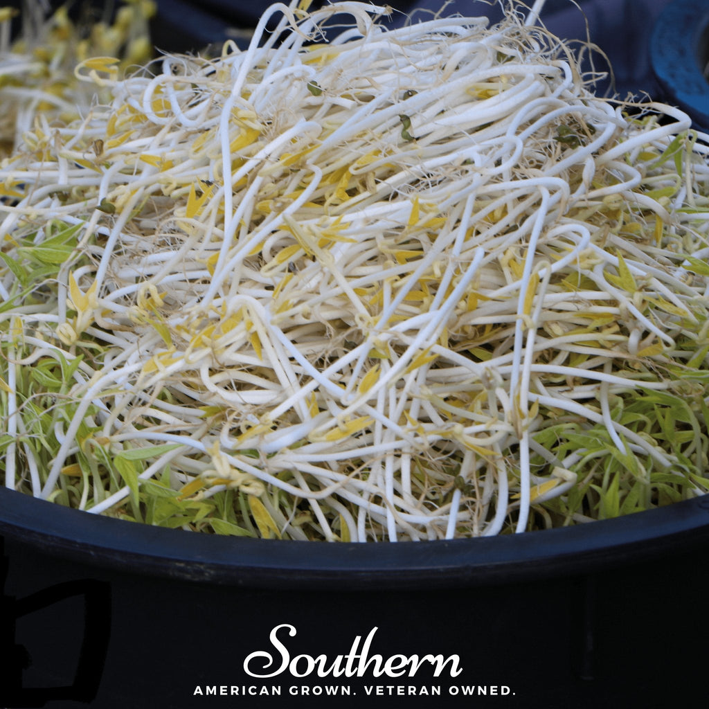 Mung Beans Sprout – 500 Seeds Southern Seeds