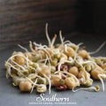 Protein Mix Sprout – 1 ounce Southern Seeds