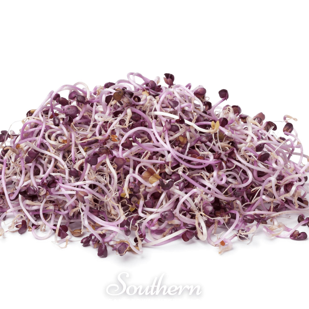 Rambo Purple Sprout – 100 Seeds Southern Seeds