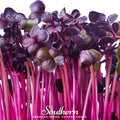 Rambo Purple Sprout – 100 Seeds Southern Seeds