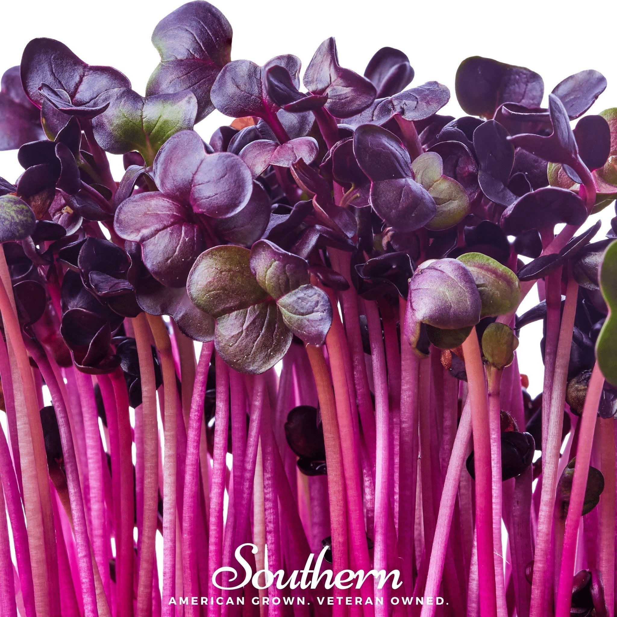 Rambo Purple Sprout – 100 Seeds Southern Seeds