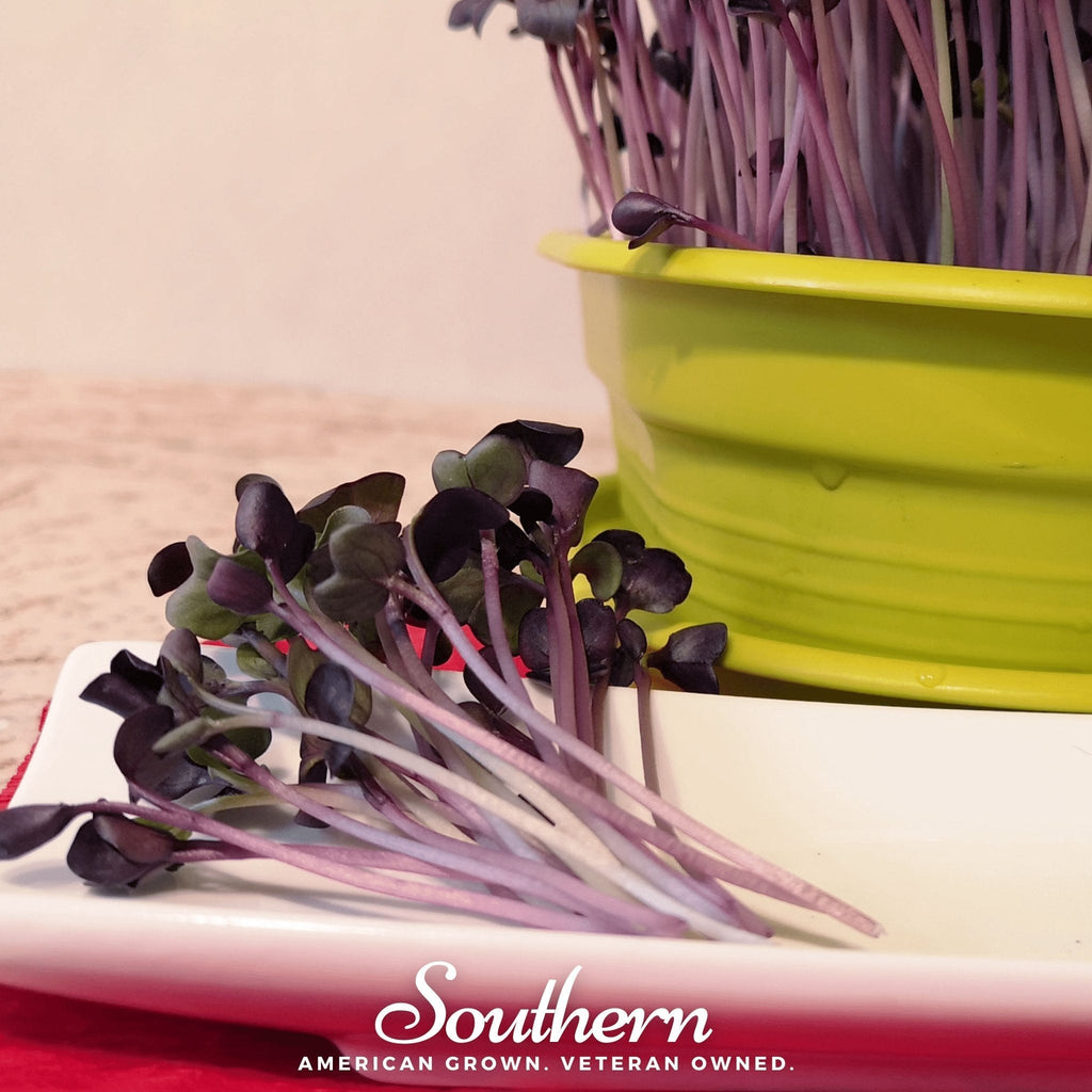 Rambo Purple Sprout – 100 Seeds Southern Seeds