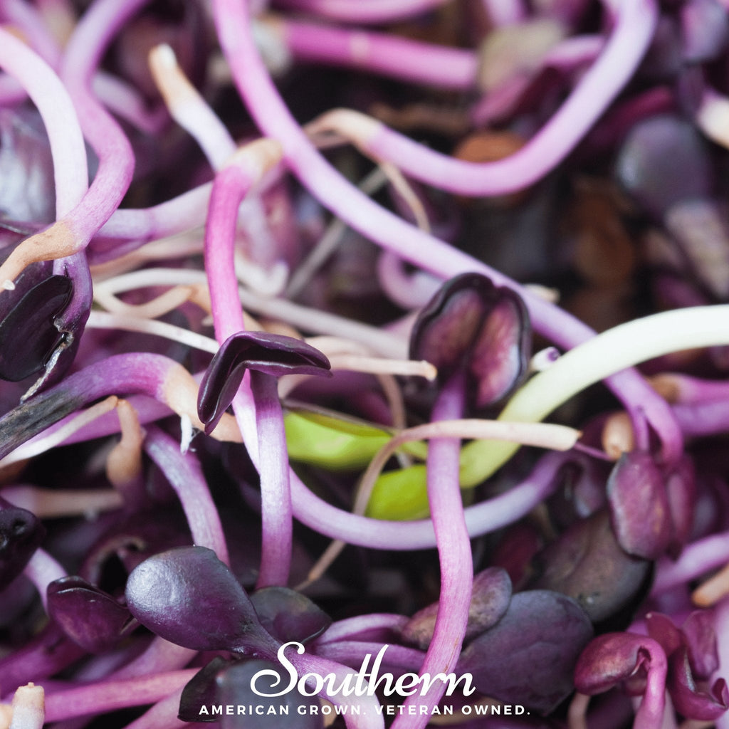 Rambo Purple Sprout – 100 Seeds Southern Seeds