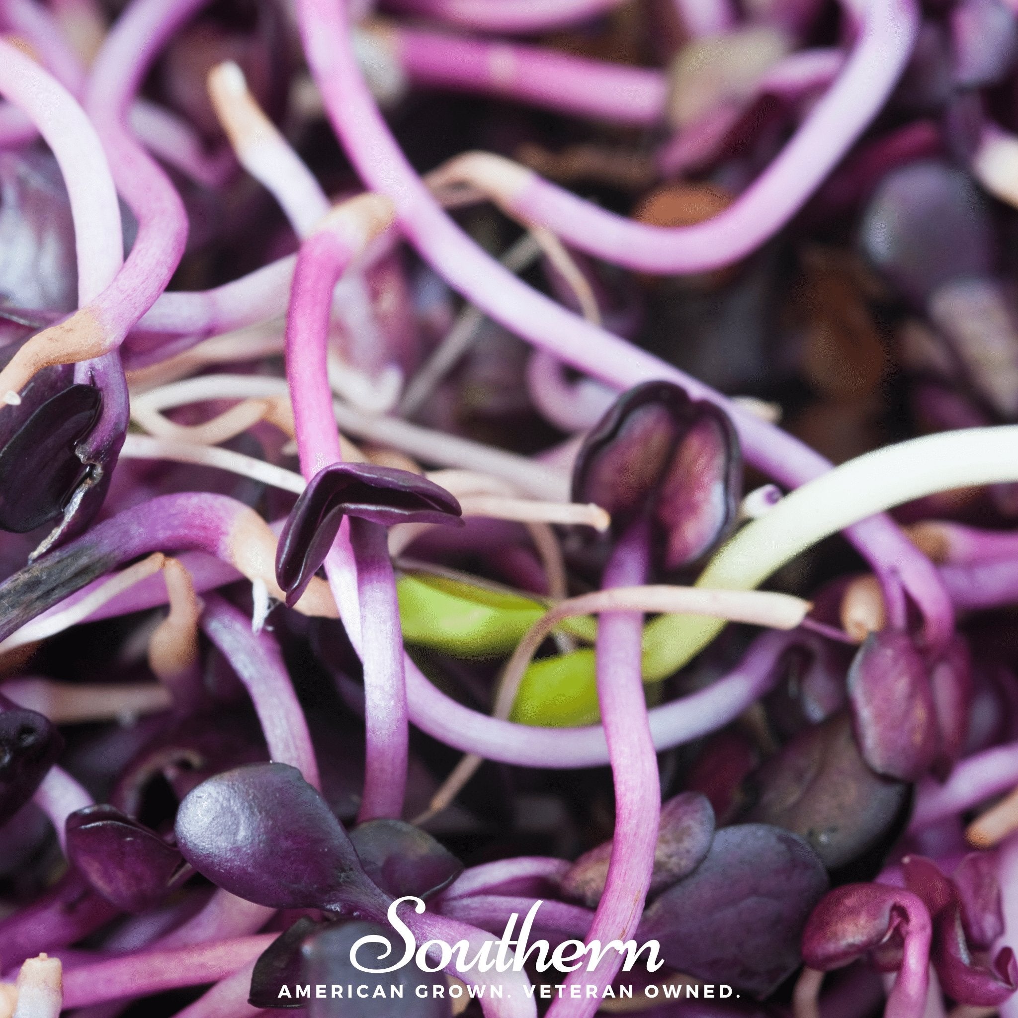 Rambo Purple Sprout – 100 Seeds Southern Seeds