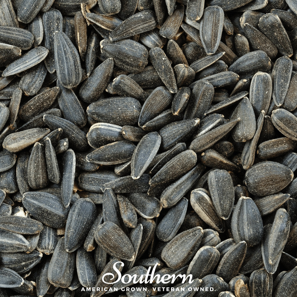 Black Oil Sunflower Sprout – 500 Seeds Southern Seeds