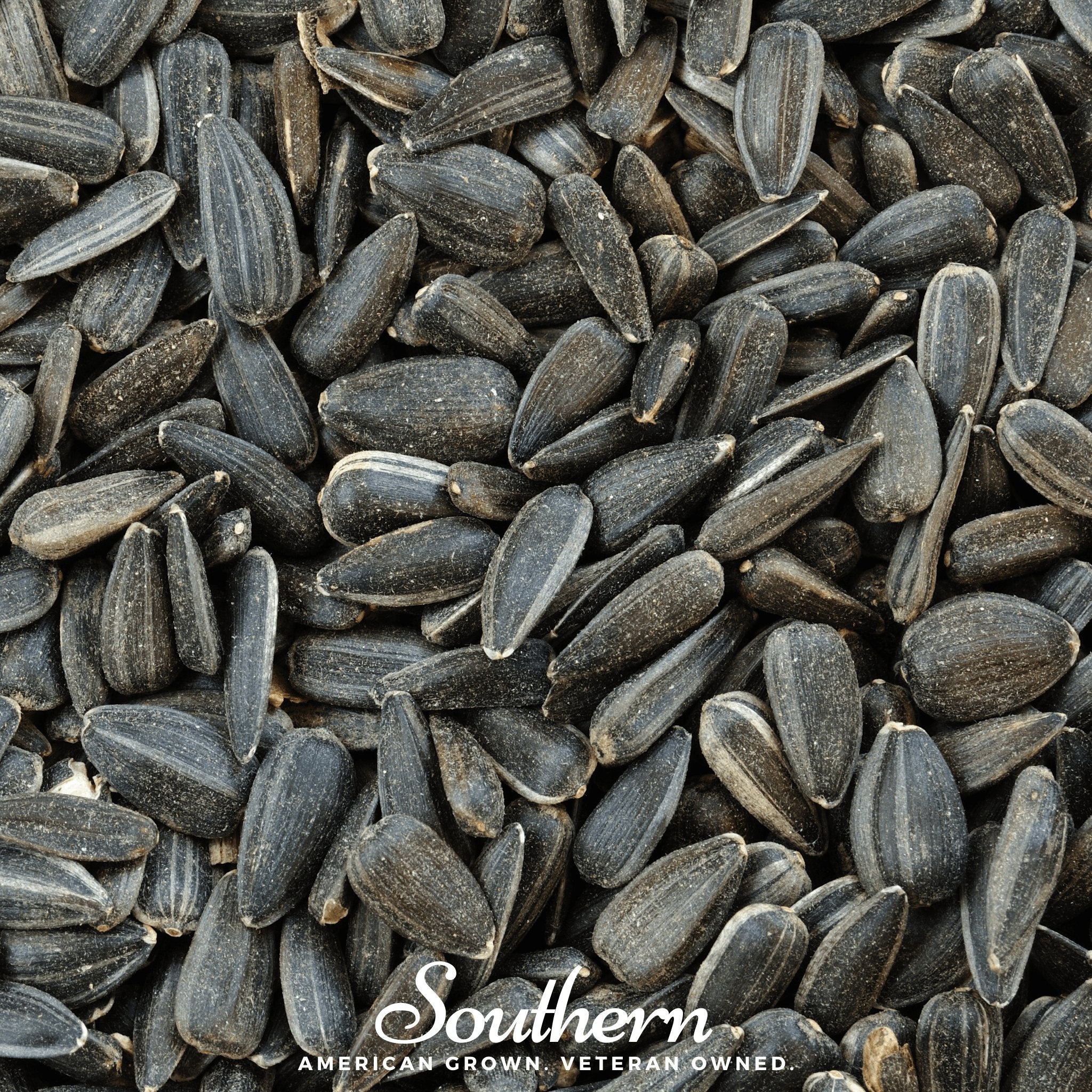 Black Oil Sunflower Sprout – 500 Seeds Southern Seeds